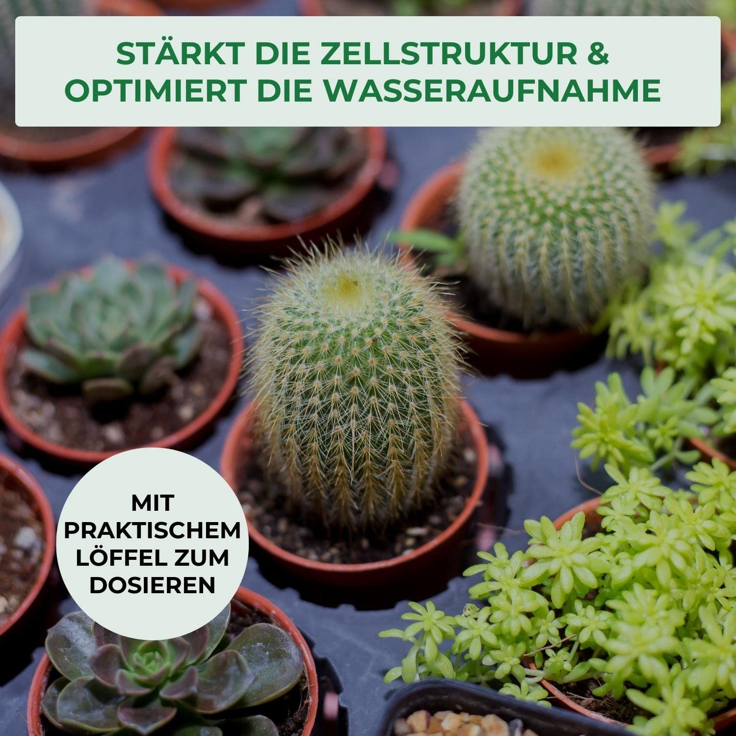 ALLFLOR Kakteendnger flssig- und Sukkulentendnger fr alle Kakteen, Aloe  Vera Pflanze und dickblttrigen Pflanzen Sukkulenten I Flssigdnger mit  extra Kalium I Kalium Dnger I Wei, 500 ml : Amazon.de: Garten