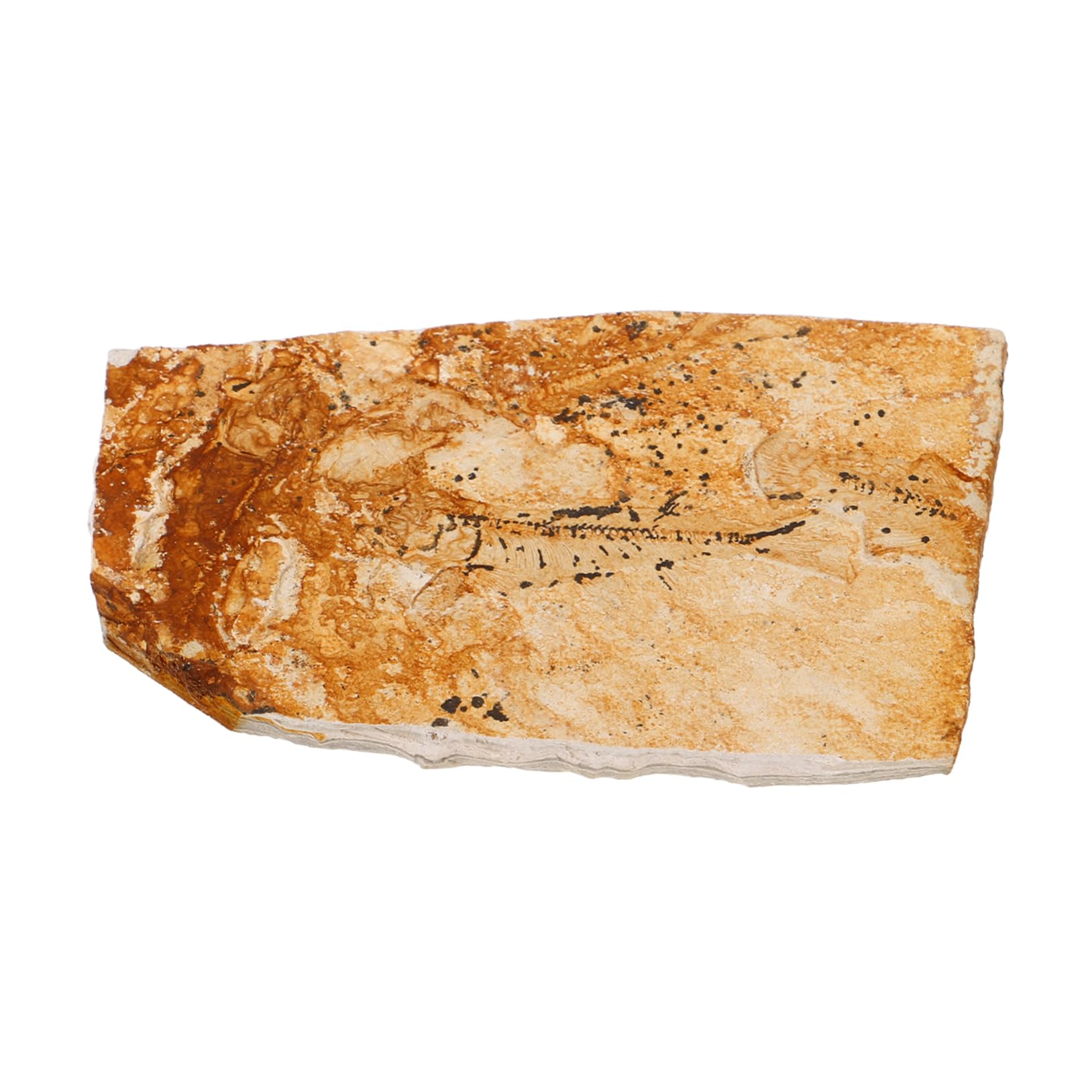 CHILDWEET Sea Creature Specimen Decoration Specimen Ornament Fish Specimen for Science Paleontological Sea Creature Specimen Decoration