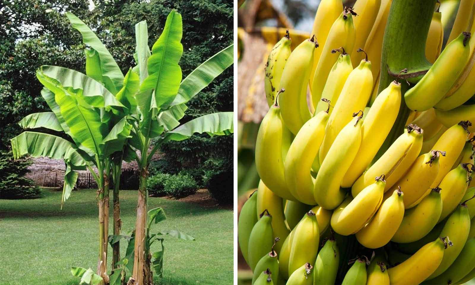Online plant bazar G-9 Banana Live Plant (B0B7876Y4D) Amazon Price History, Amazon Price Tracker