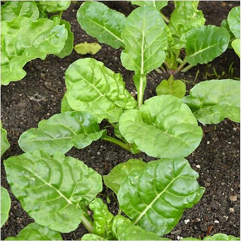 Miniatura 3 de Everwilde Farms - Semillas de acelgas suizas Fordhook de 14 libras - Gold Vault