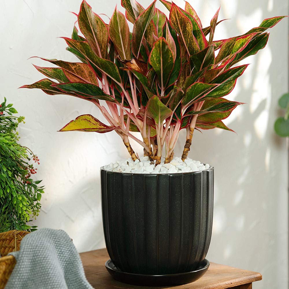 Ceramiczne doniczki, doniczki ceramiczna doniczka na sukulenty doniczka na kwiaty kamionka ceramiczna doniczka z otworem odpływowym oddychająca duża doniczka ceramiczna bardzo duża zielona roślina
