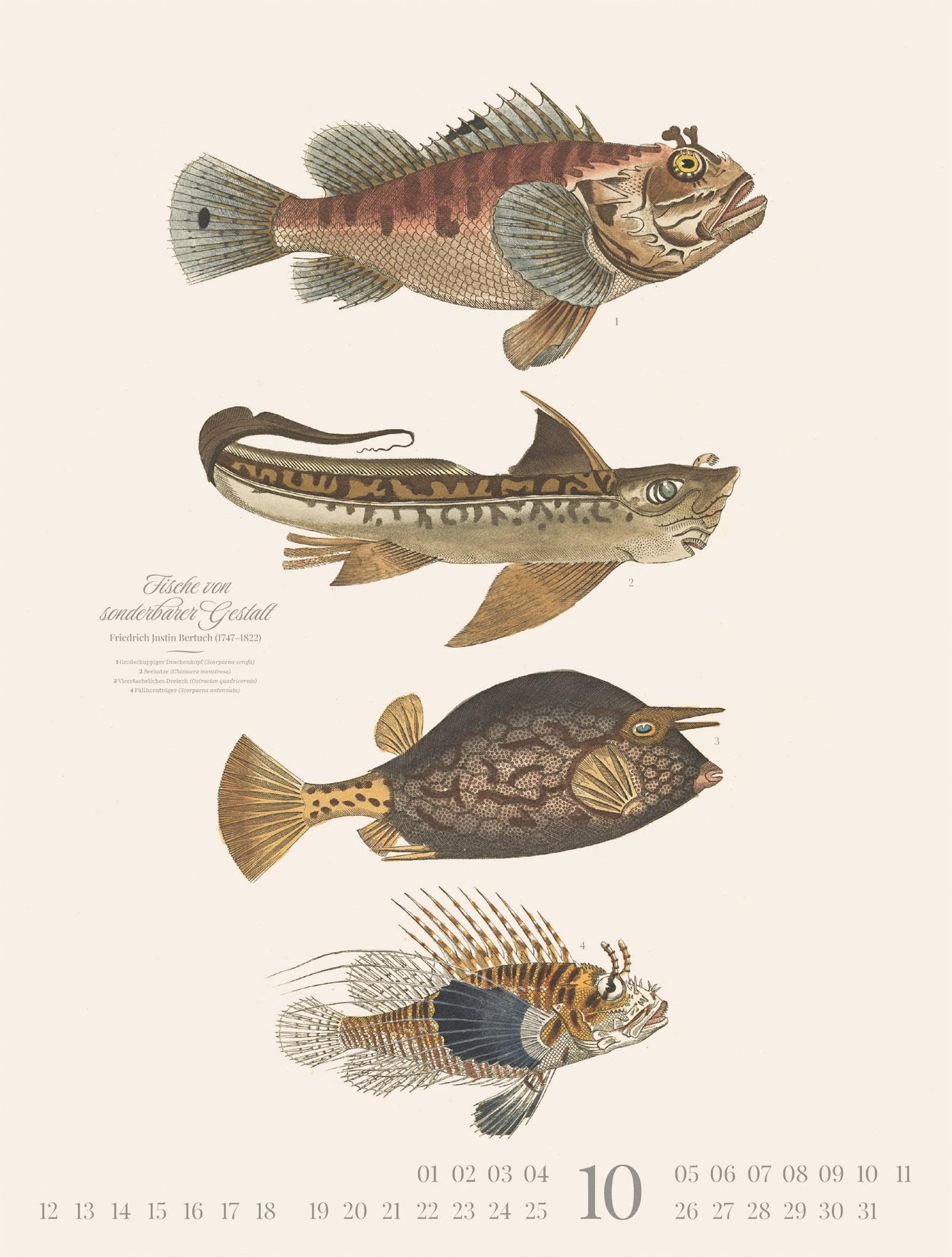Fische Kalender 2026 | Dekorativer Retro-Kalender im großen Hochformat (50x66 cm) | Historische Tier-Illustrationen von Friedrich Justin Bertuch