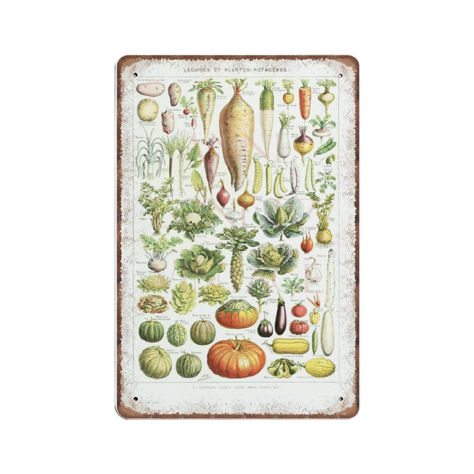 GQWJKSZ Vegetables Tin Signs 1948 Vintage Kitchen Decor Vegetable Poster Antique Botanical Print Botanical Art French Country Decor Metal Sign Wall Art Kitchen Decor, 20X30 cm