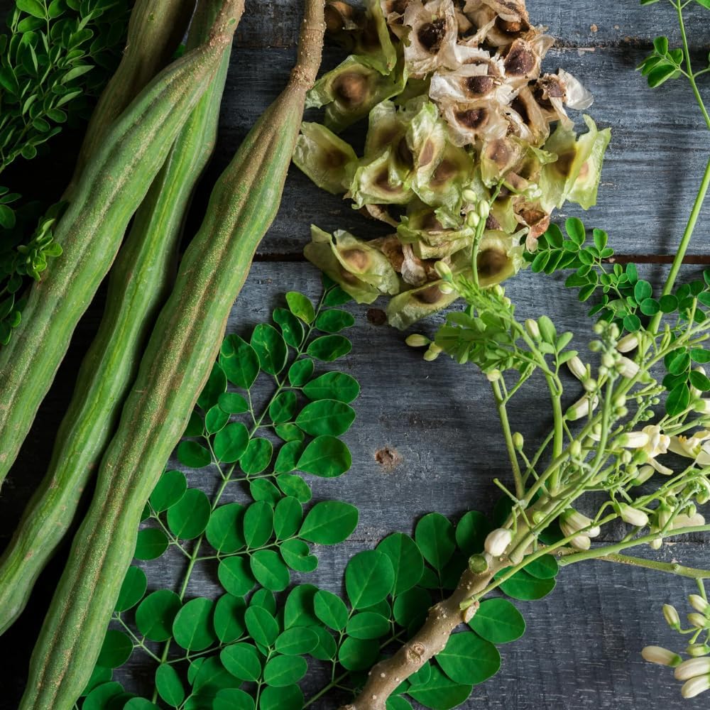 Moringa Oleifera Tree Live Plant, Malunggay Plant Live, 1 Gallon Pot, Moringa Tree Plant Live, Drumstick Malunggay, 10-14" Tall