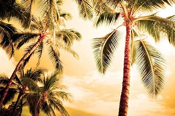 Amazon Co Jp A0 特大 ポスター ヤシの木クローネ照明夜 壁紙ウォールステッカーポスター A0 11x841mm Diy 工具 ガーデン