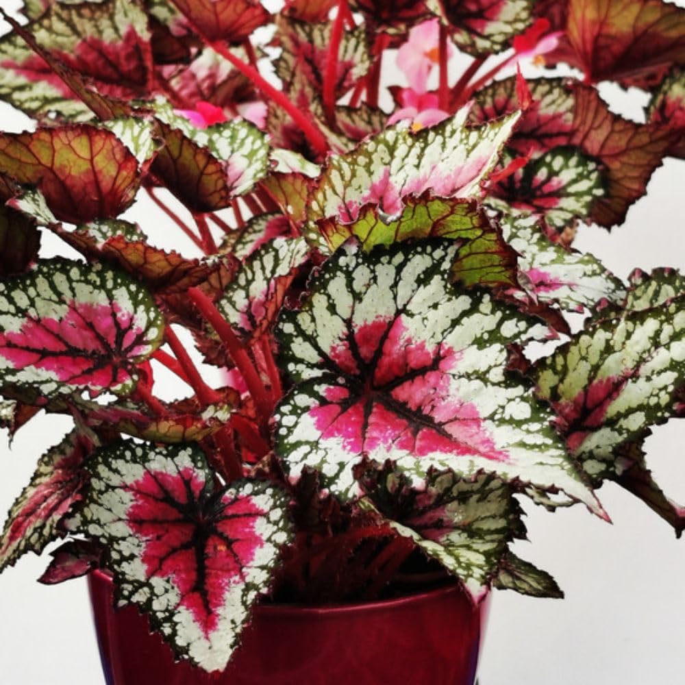 Begonia Plant Moulin Rouge 3 Jumbo Plugs Houseplant Foliage T&M