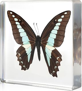 Taxidermy Butterfly Insect in Resin, Real Common Bluebottle Butterfly Specimens Animal Paperweights Specimen in Resin Taxidermy Animal for Taxidermy Science Decor