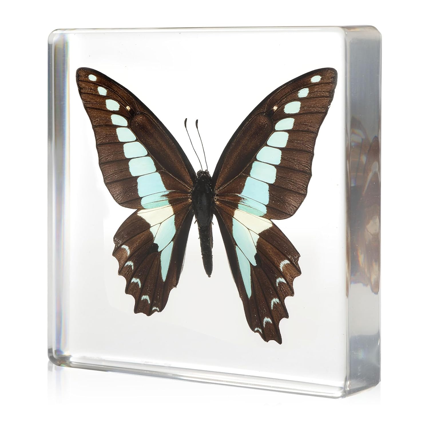 Taxidermy Snake Skeleton Insect in Resin, Real Snake Skeleton Specimens Animal in Acrylic Block Paperweights Specimen for Science Education Desk Decor (Snake Skeleton)