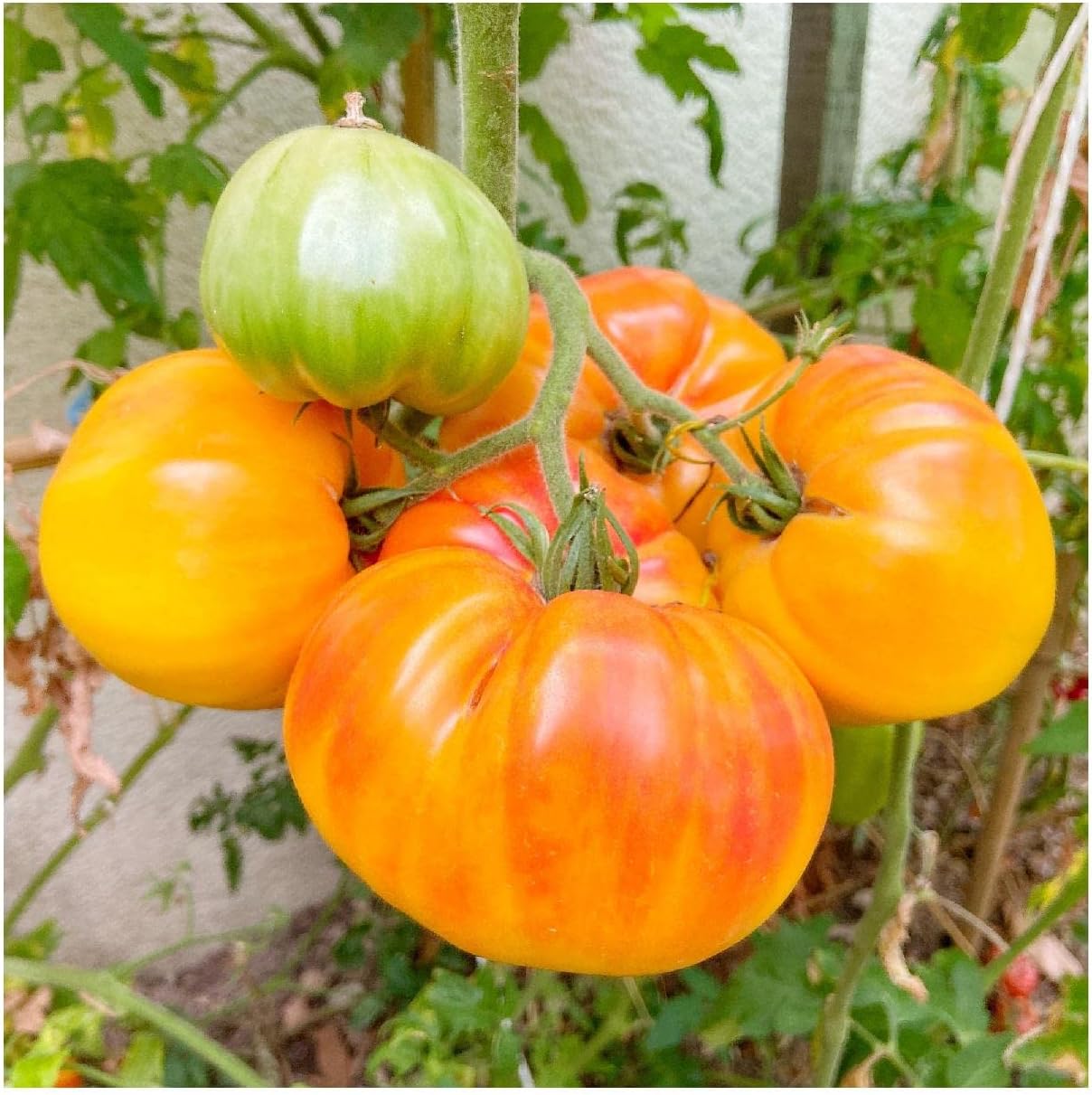 Everwilde Farms - 1 Oz Organic Pineapple Heirloom Tomato Seeds - Gold Vault Packet