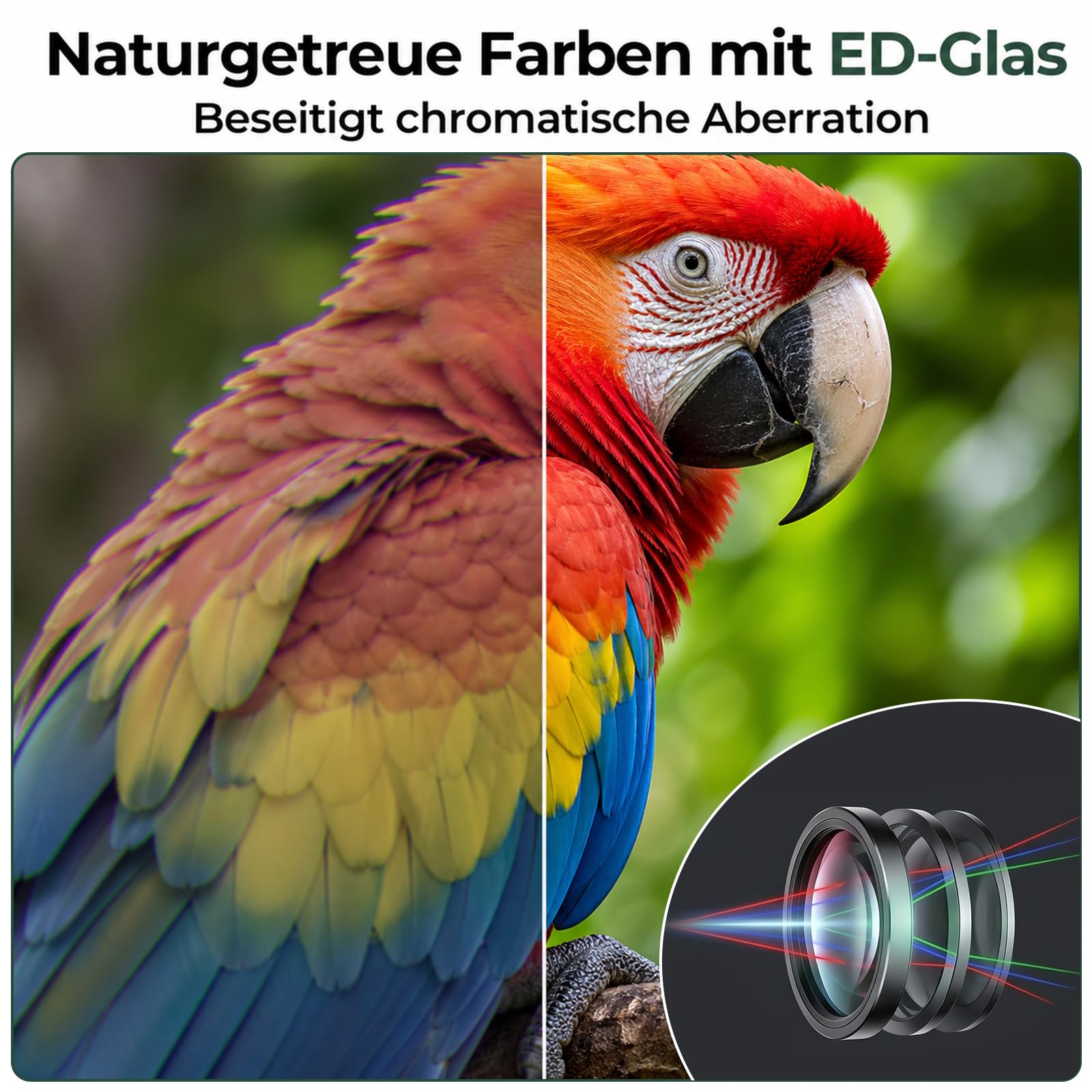 WELSPO Wasserdichtes Fernglas, für Vogelbeobachtung & Reisen