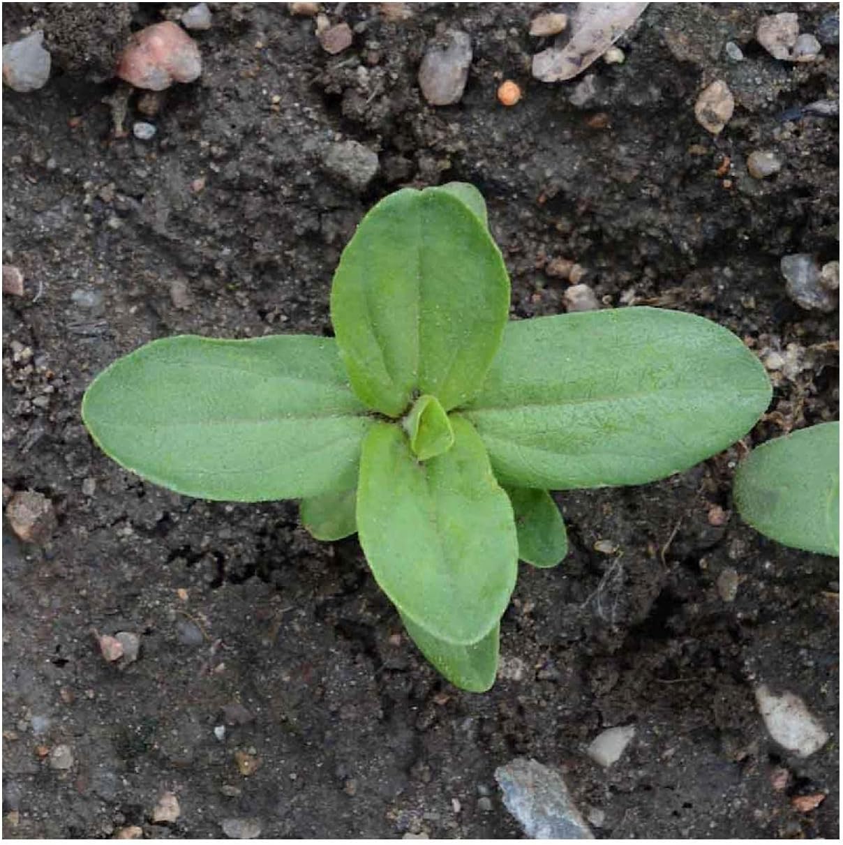 Everwilde Farms - 1 Lb Dahlia Flowered Mix Zinnia Wildflower Seeds - Gold Vault