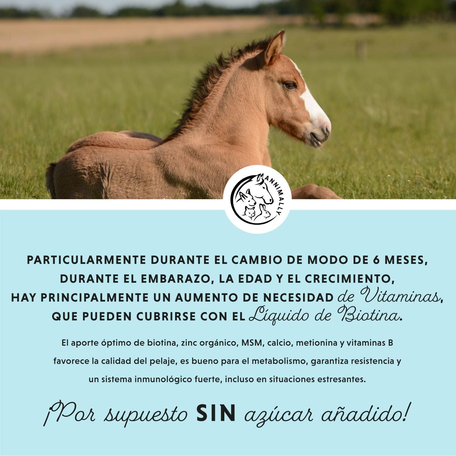 Caballo Biotina Zinc Líquido 1000 ml - Cuidado para la Piel, el Pelaje y los Cascos de los Caballos - Biotina, Zinc y MSM líquidos para un Pelaje Saludable - Cuidado del Pelaje y de los Cascos