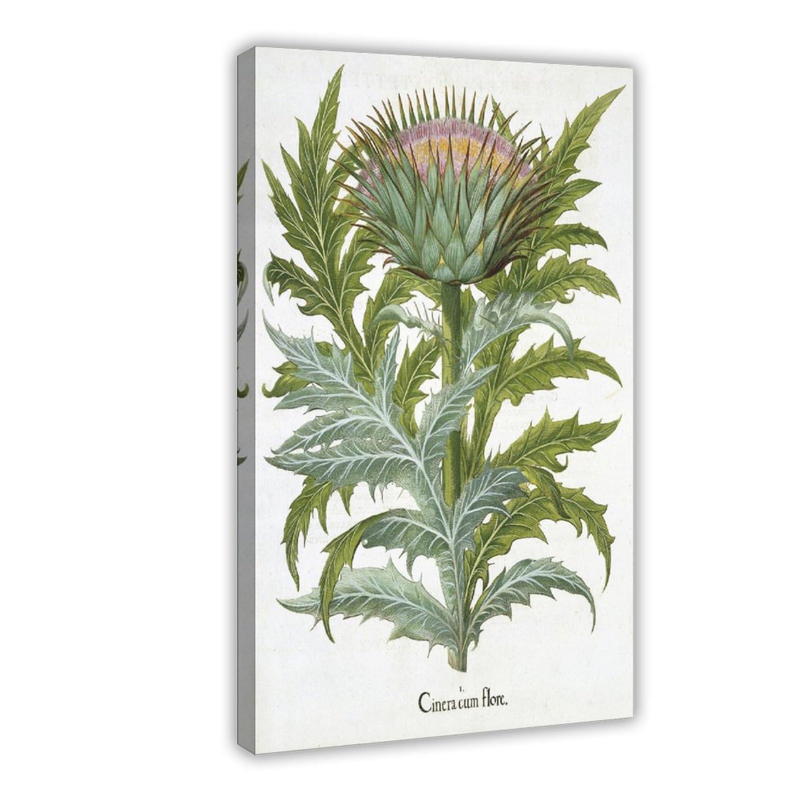 ANFOTCM Niemiecka szkoła, kardoon, z rysunku Hortusa, słynny V5845 płótno sztuka ścienna wydruk plakat do domu szkoły biura dekoracja 20 x 30 cali (50 x 75 cm)