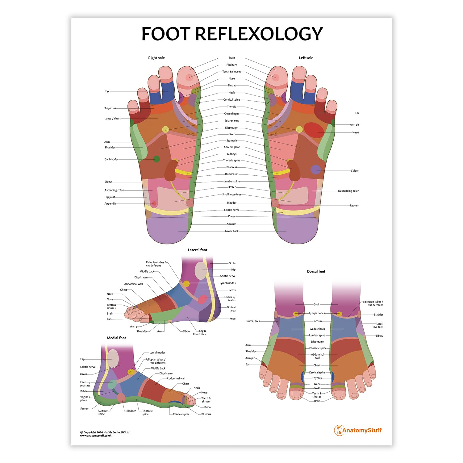 Anatomy Stuff Foot Reflexology Poster, 45X60 Cm, 18X24 Inches, Zone Therapy Diagram, Alternative Health Chart