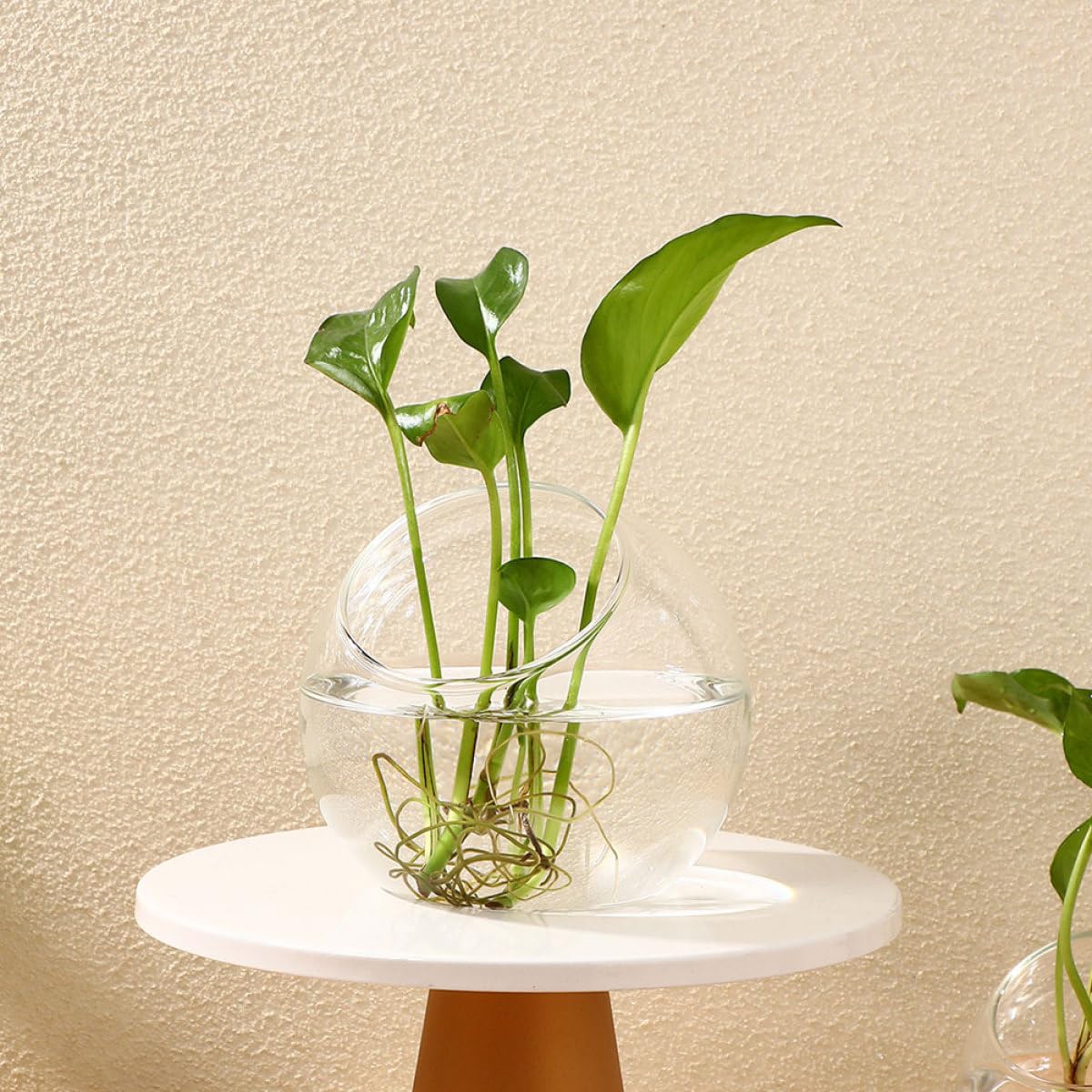 Contenitore Terrario in Vetro 3 Pezzi da 10-135 CM per Micro Paesaggi Bottiglia Ecologica Fai da Te per Piante Succulente da Tavolo e Decorazione Naturale Interna