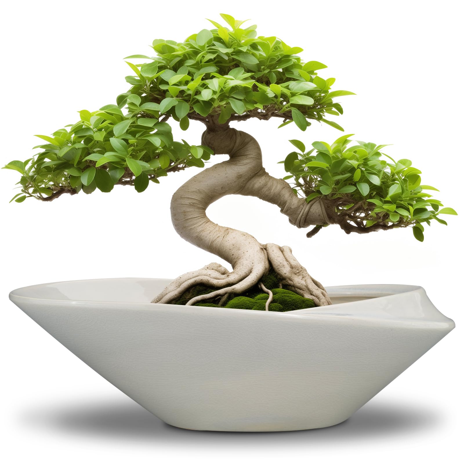 EPFamily 12 Inch Gray Bonsai Planter