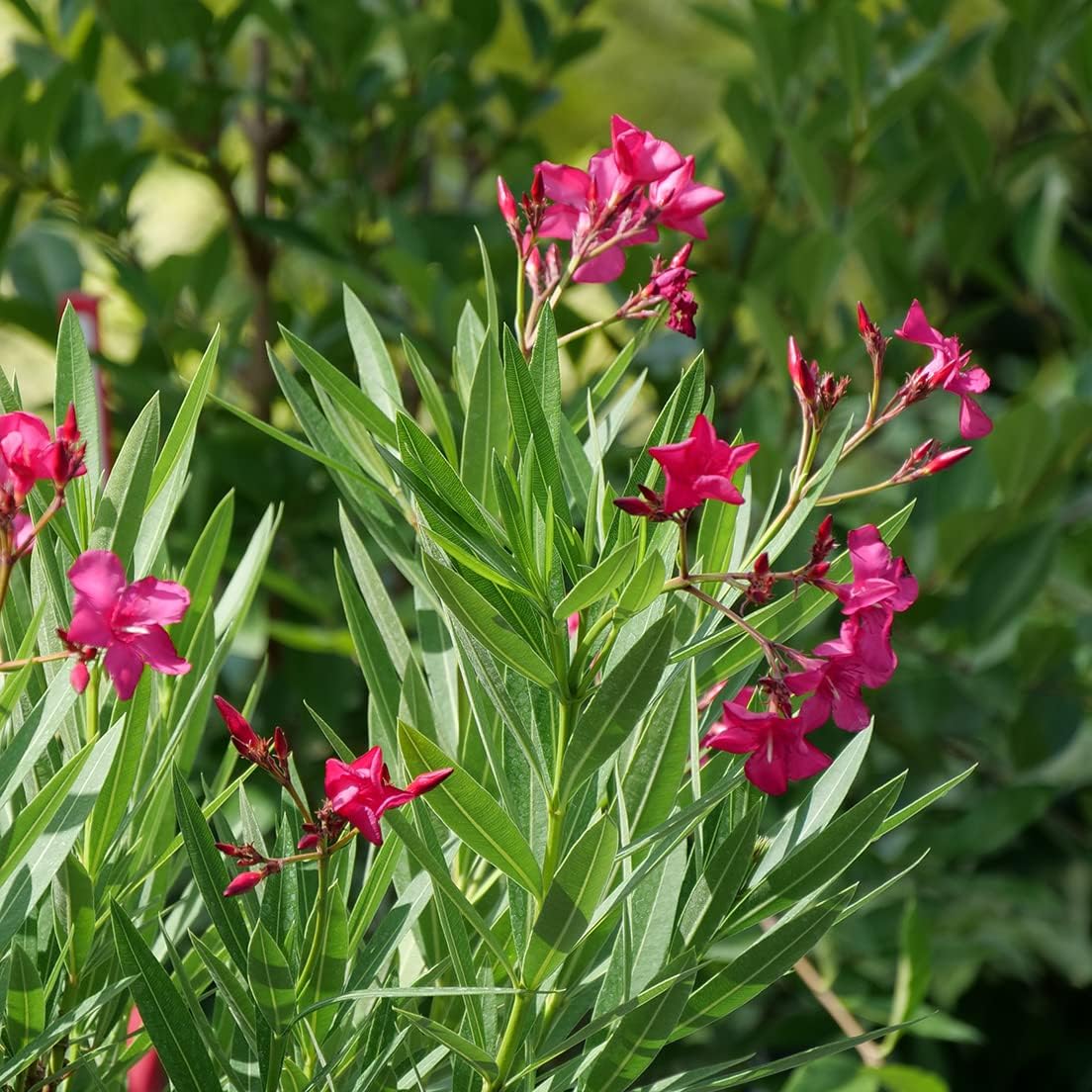 Hardy Oleander - Evergreen Flowering Landscape Plants (Austin Pretty Limits Oleander - 3 gal)