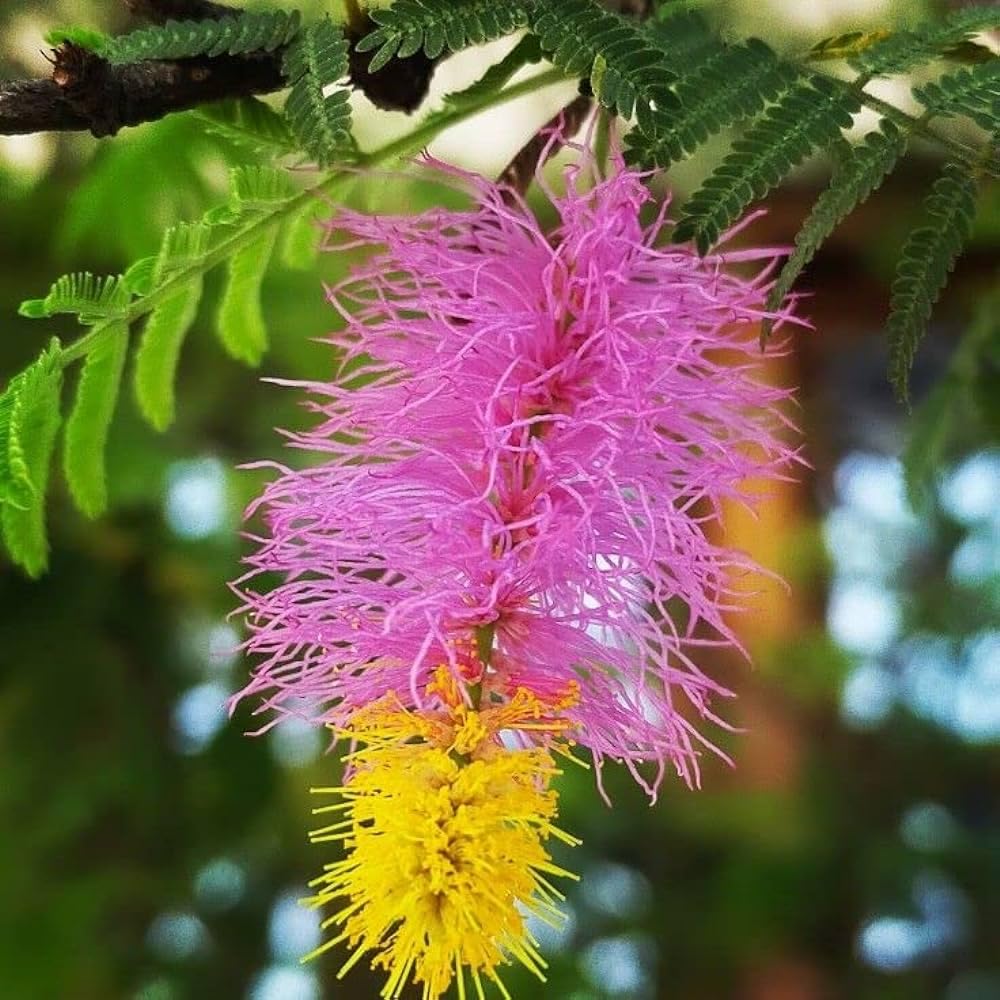 GreenWorld Special & Rare Shami Plant/Medicinal Good Luck Plant,Air Purifier Healthy Indoor/Outdoor Live Houses & Office Natural Plant-image-22