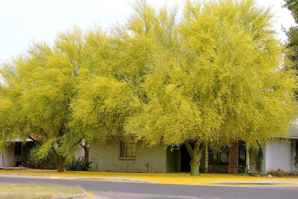 30 Seeds Parkinsonia Aculeata, Jerusalem Thorn palo Verde Flowering Jelly Tree