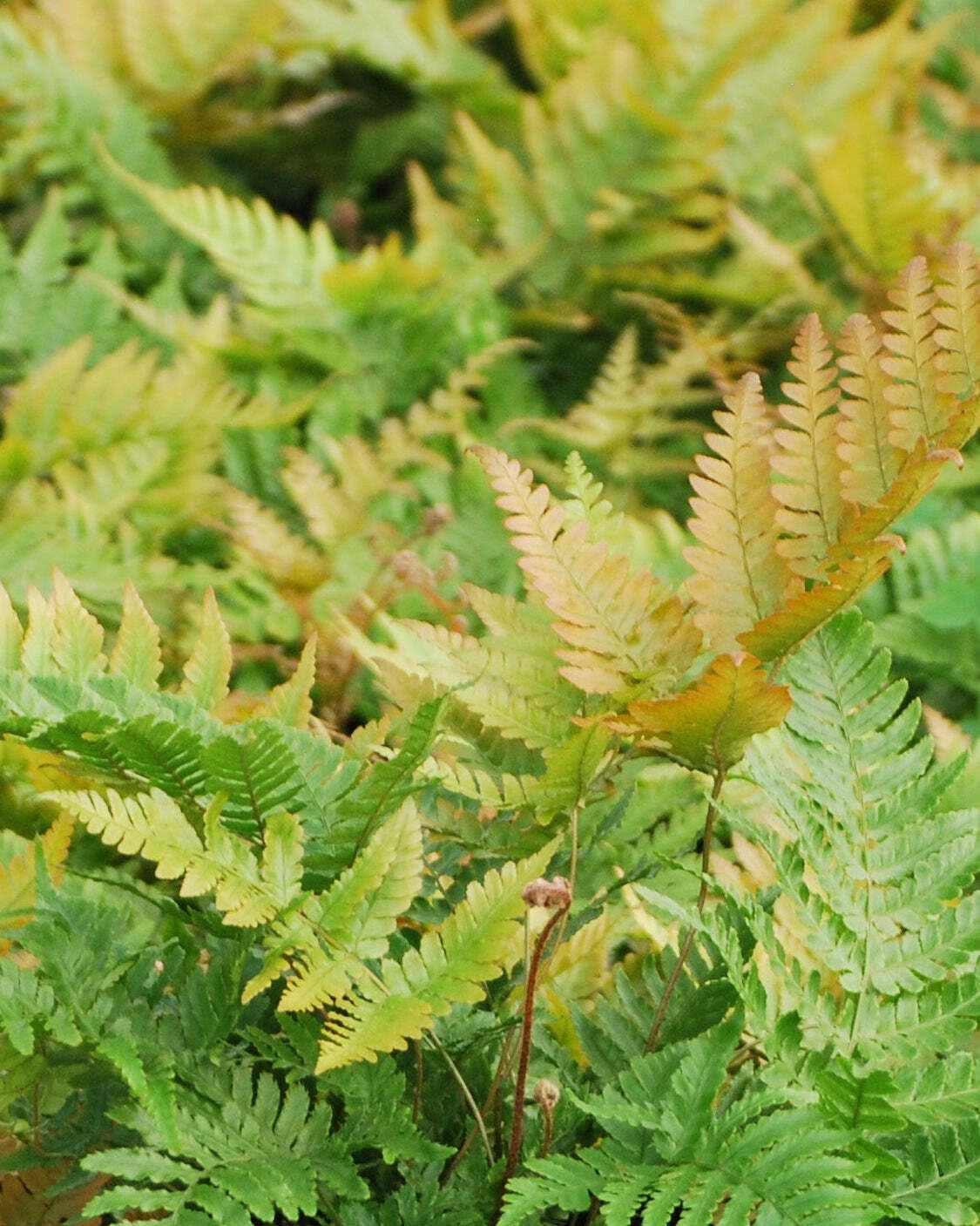 Perennial Farm Marketplace Dryopteris erythrosora 'Brilliance' (Autumn) Hardy Fern, Size-#1 Container, Copper Colored Fronds