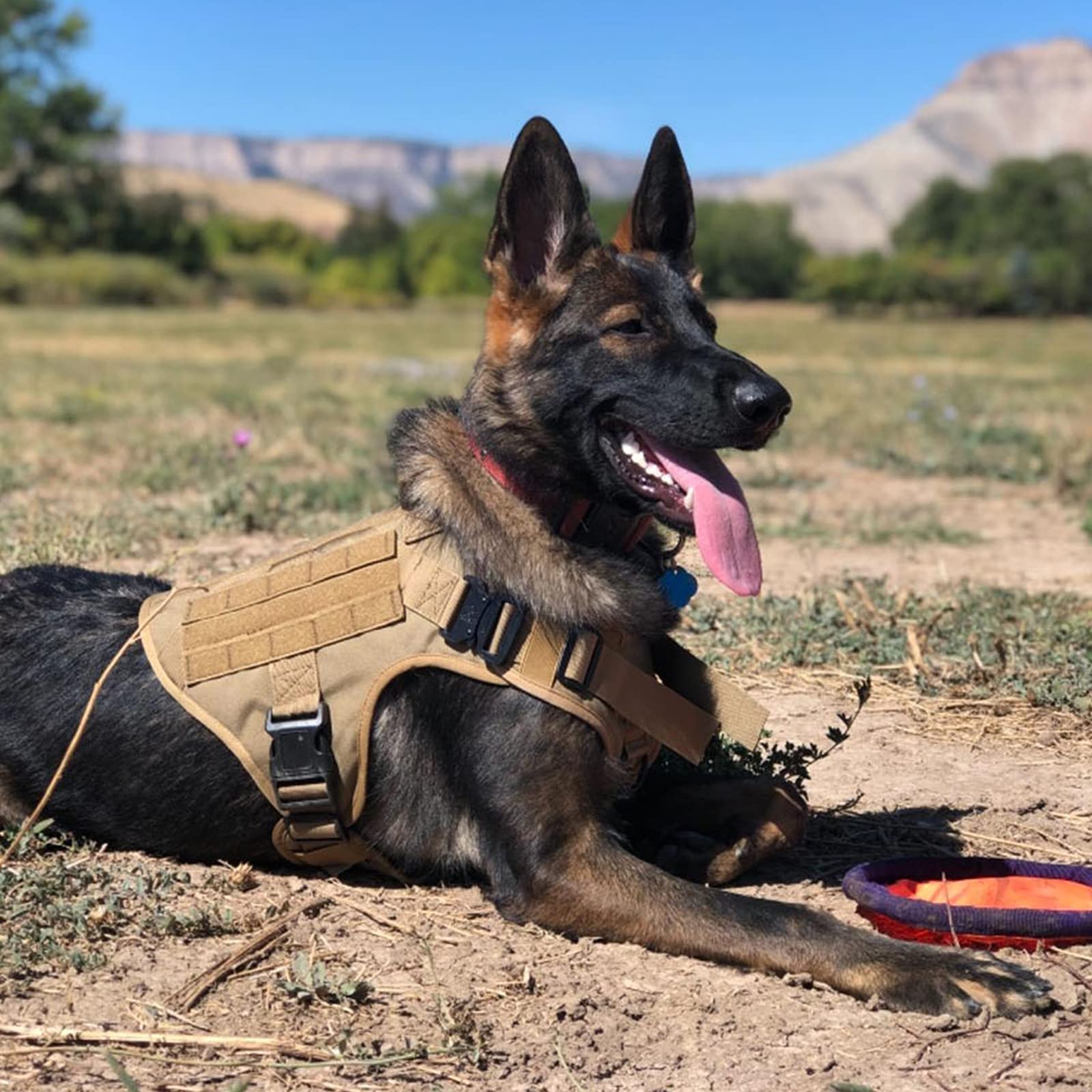 Imbracatura per Gilet Tattico con Guinzaglio Elastico, Imbracatura per Gilet per Cani di Servizio con Maniglia, Imbracatura Militare Senza Trazione Gilet per Cani Militare,Marrone,M