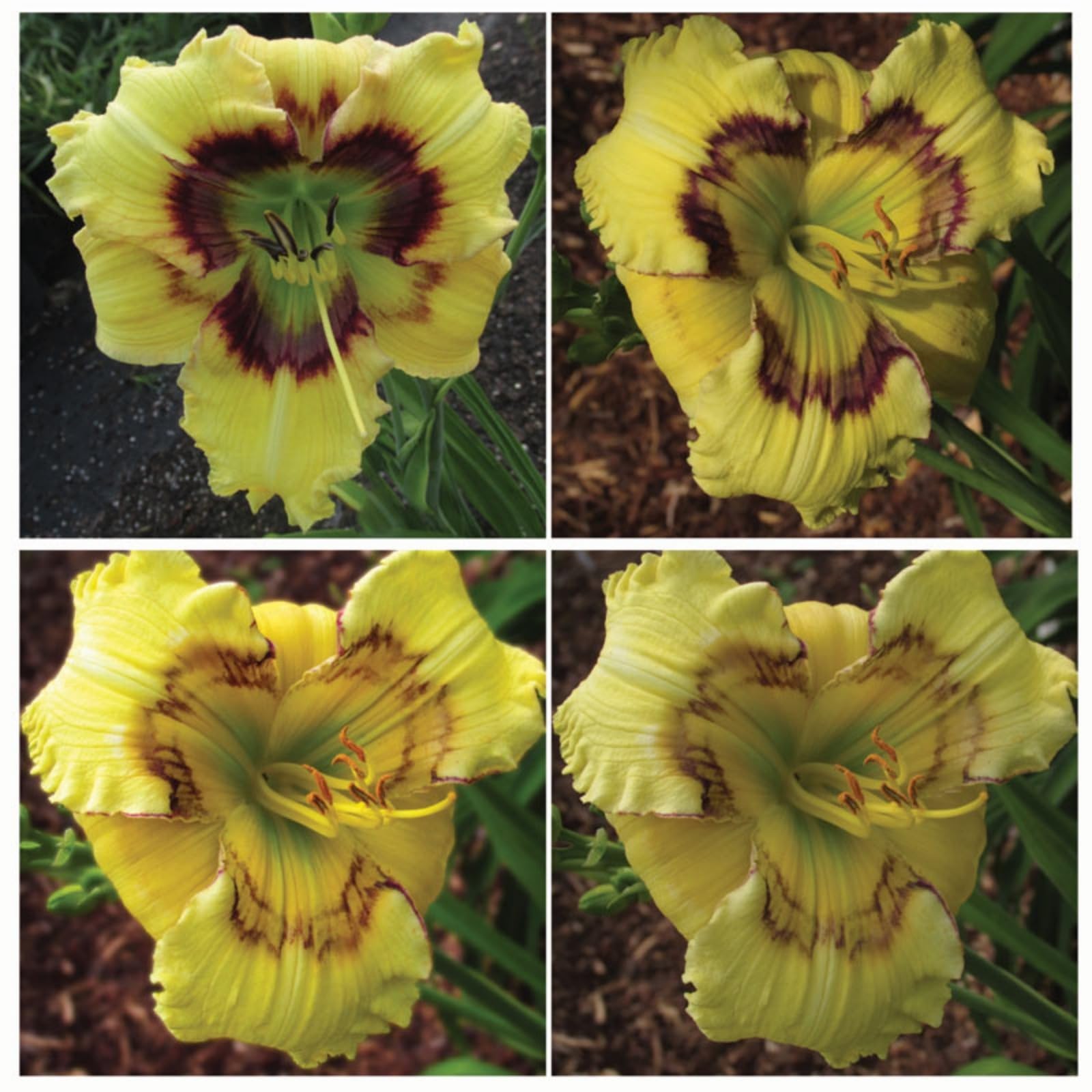 Golden Jade Carving, Daylily Rhizome. Perennial for Garden Planting/That Grow Fast, Daylily Bulbs Hemerocallis Bulbs for Planting Now UK, 5Bulbs-B