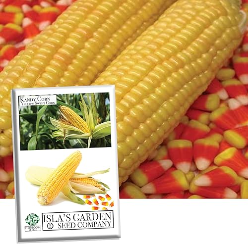 Semillas de maíz dulce "Kandy Corn", 25 semillas tradicionales por paquete, semillas de jardín de Isla (semillas de jardín de Isla), semillas sin