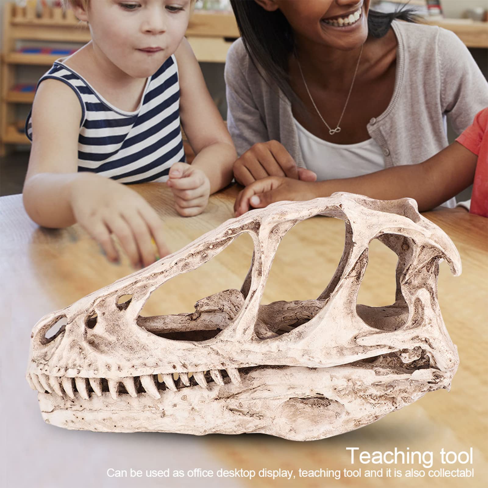 Réplica de Modelo de Cráneo de Resina, Fósil de Cráneo de Diente de Dinosaurio, Modelo de Cráneo de Dinosaurio de Resina, Esqueleto de Animal Simulado