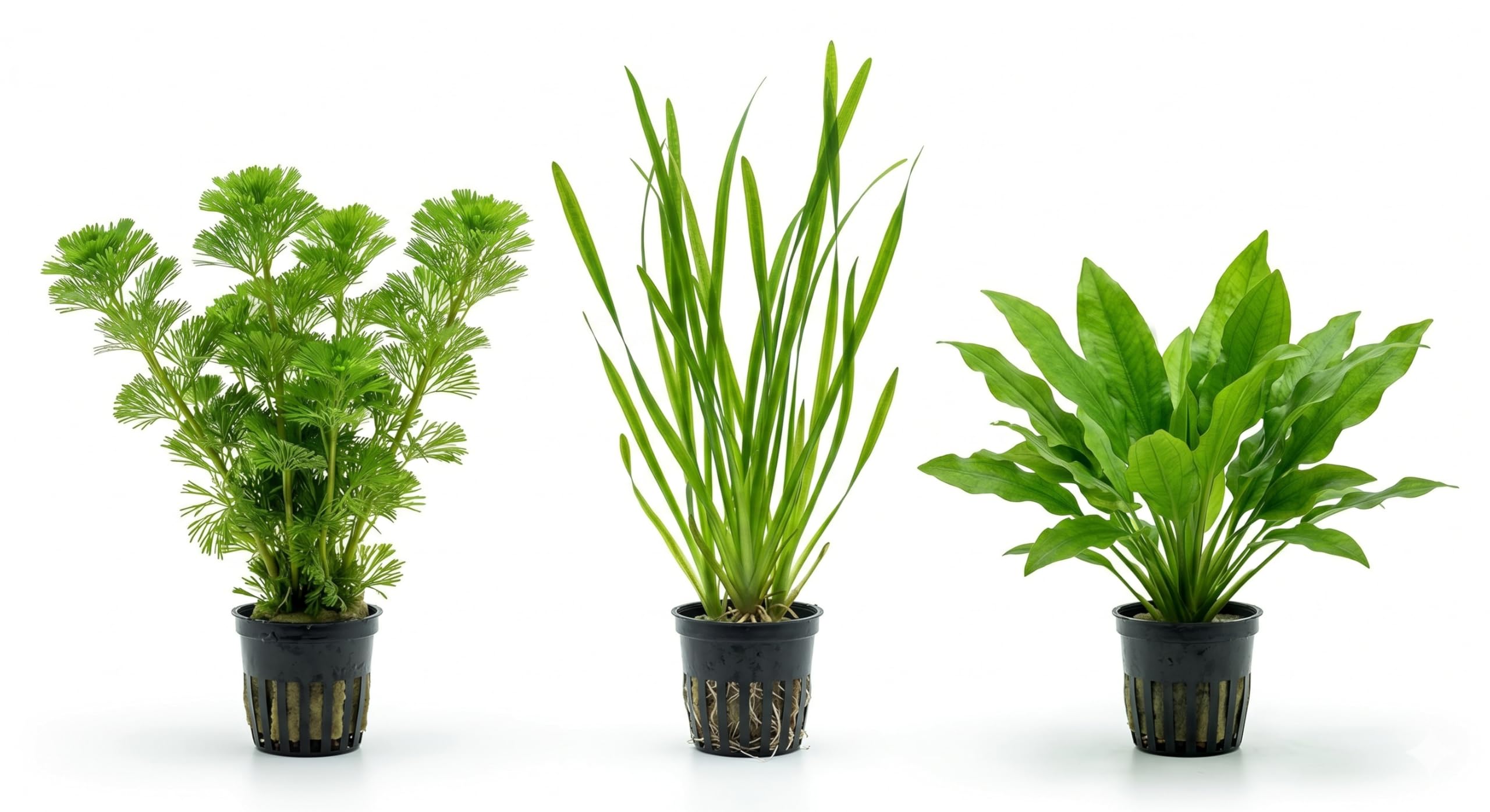 Kit Piante Vere Acquario Cabomba Vallisneria Cryptocoryne green - Piante Vive per Pesci d'Acqua Dolce