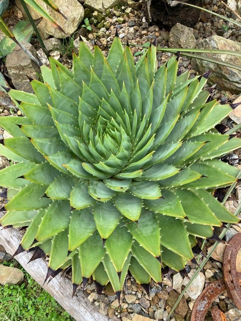 プヤ ベヌスタ 希少 7頭 群生 ドライガーデン 耐寒性あり ユッカ