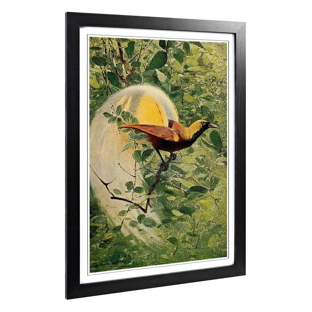 Big Box Art Framed Print of Vintage W Kuhnert Bird of Paradise Design | Wall Art Picture | Home Decor for Kitchen, Living Room, Bedroom, Hallway, Black, A2 / 24.5x18 Inch / 62x45cm