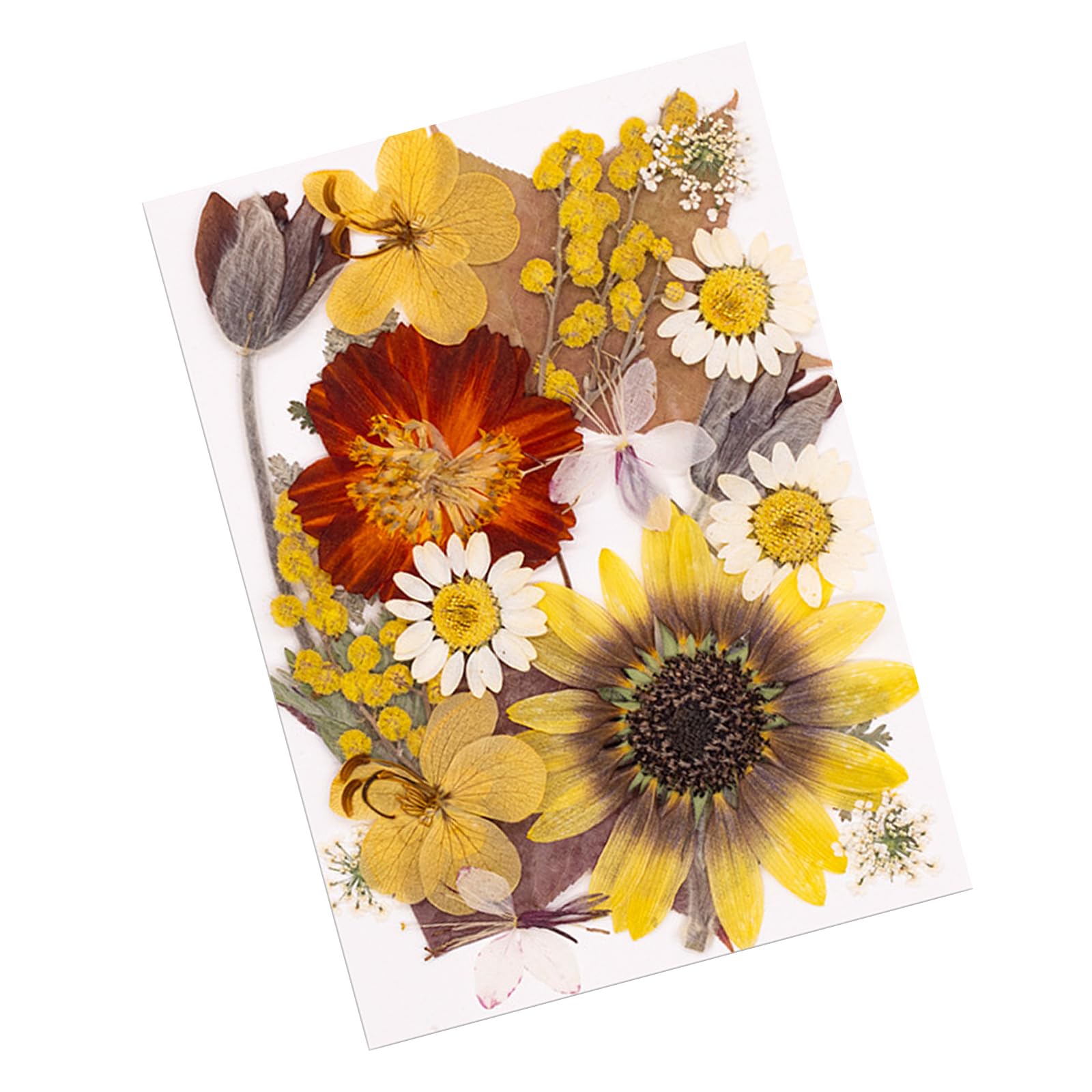 Tfaoys A Natural Dried Flower Craft Set With 20 Pressed Plant Rts For Rts Projects Bookmarks Making Set Natural Dried Flower