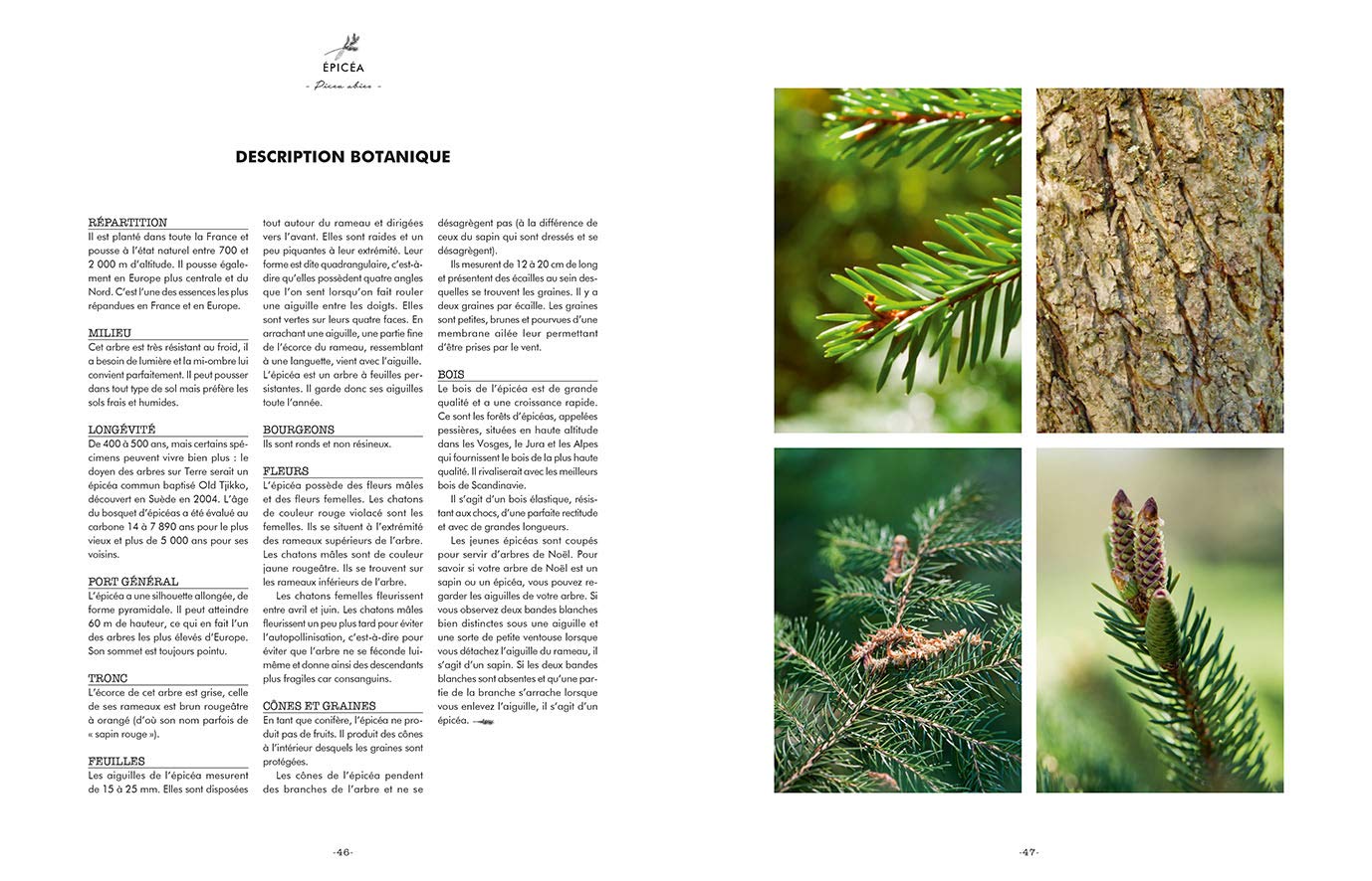 Les bienfaits des arbres: Reconnaître, récolter, cuisiner et se soigner