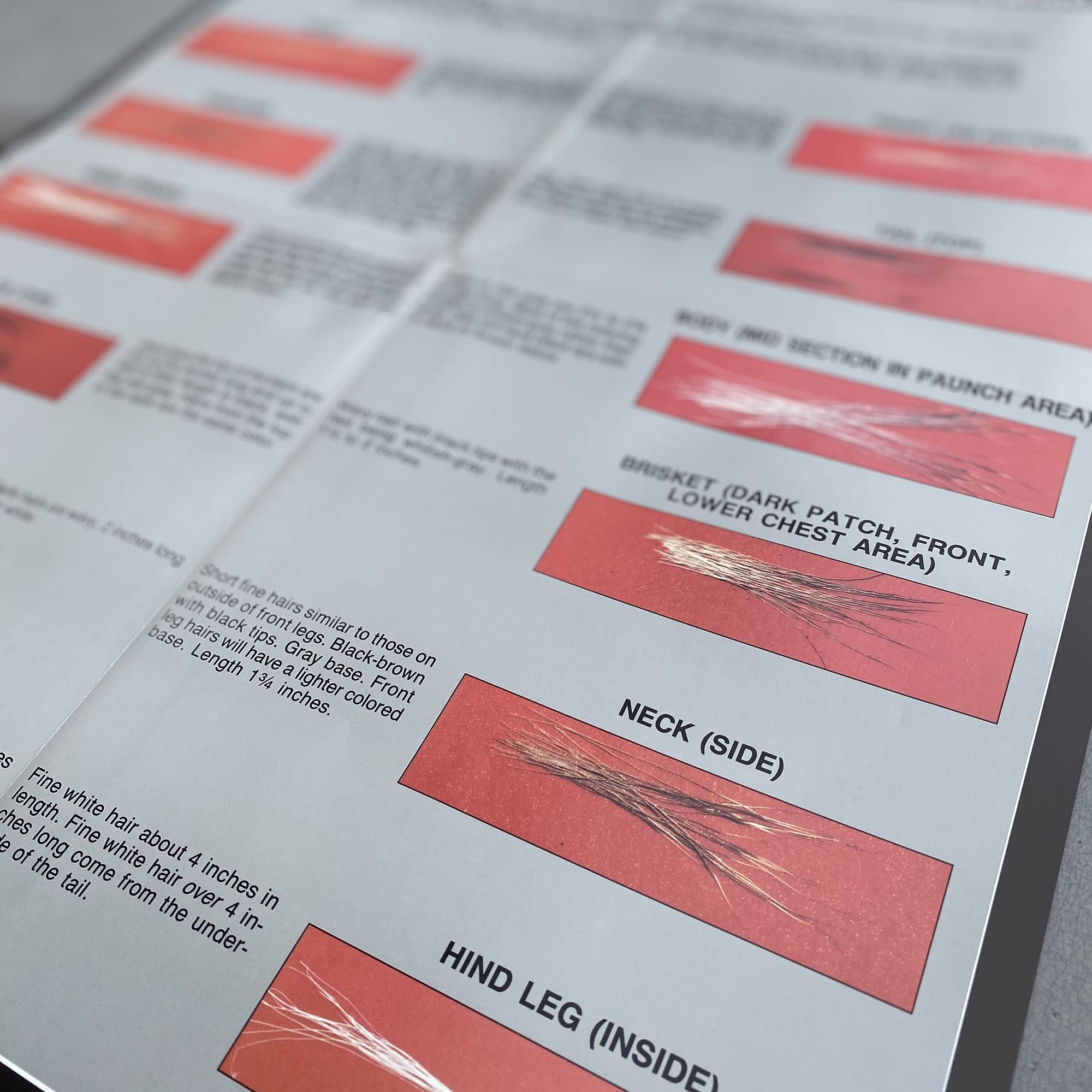 Deer Hair Identification Hunting Information Poster