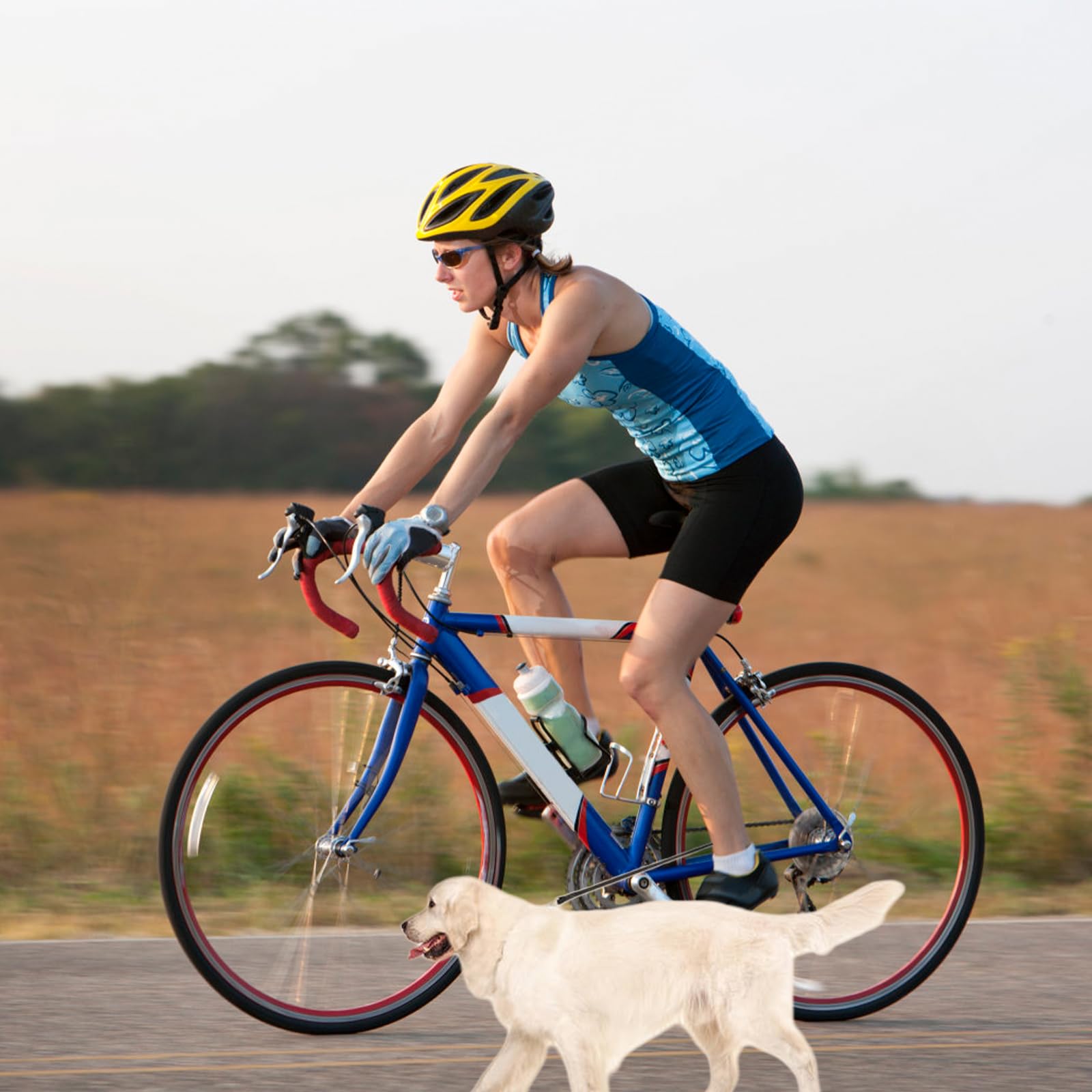 Fahrradleine Hund, für Sicheres Radfahren mit Hund, Fahrrad Hundeleine mit Abstandhalter und Inbusschlüssel, Hände Frei für Training Laufen Joggen und Outdoor Aktivitäten