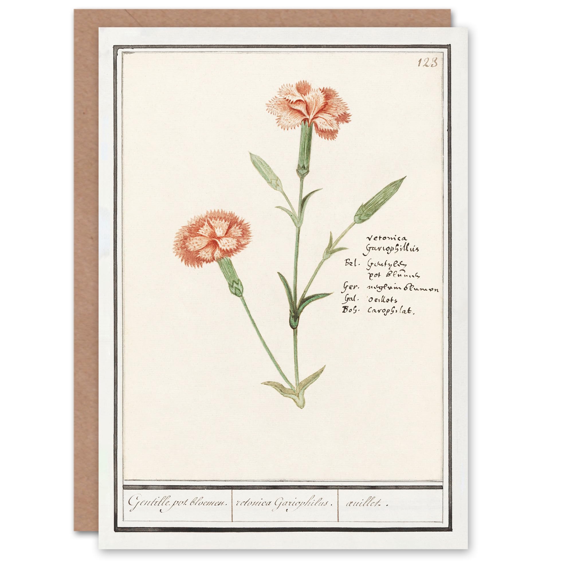 Artery8 Greeting Card - Carnation Dianthus Flower - White