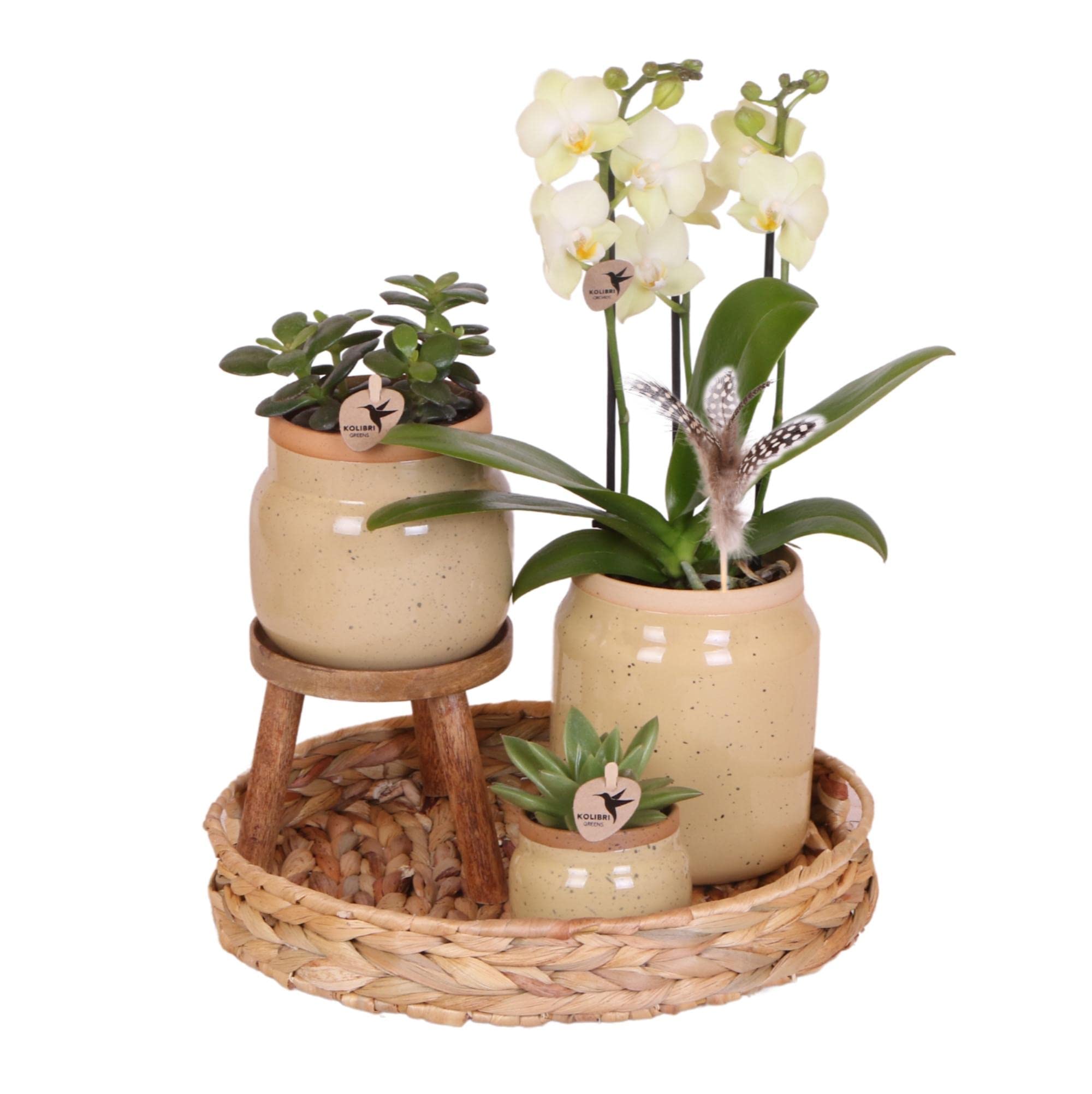 Kolibri Storczyki, rośliny zielone z żółtą orchideą Phalaenopsis w doniczkach ozdobnych w kolorze khaki i tacą hiacyntową