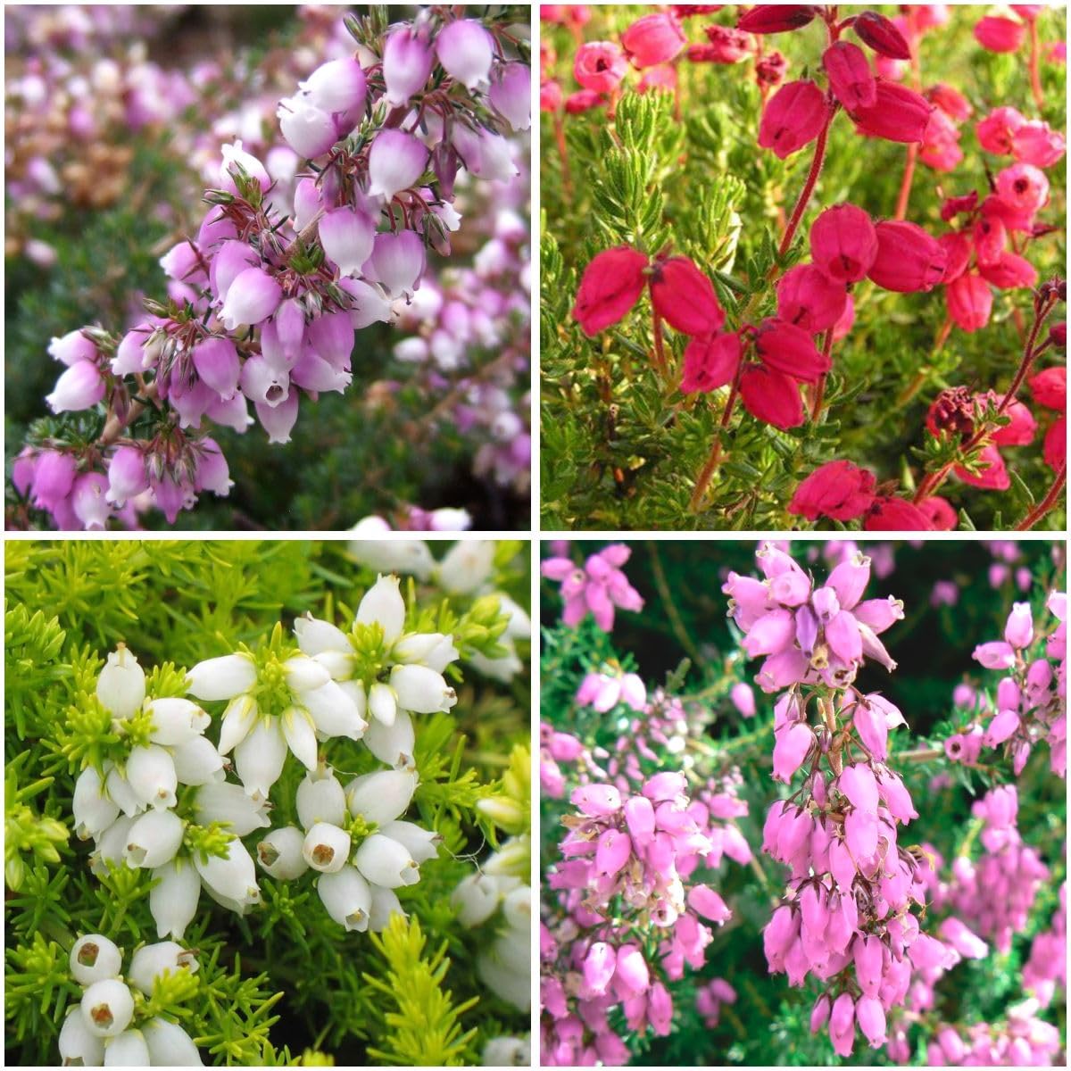 GrowOn Shrubs [x4] Bell Heather Erica Cinerea Collection | Variety-Pack | Evergreen Shrubs | Outdoor Garden Ready Plants | Summer and Autumn Flowering | Red, Pink, Purple, White Flowers