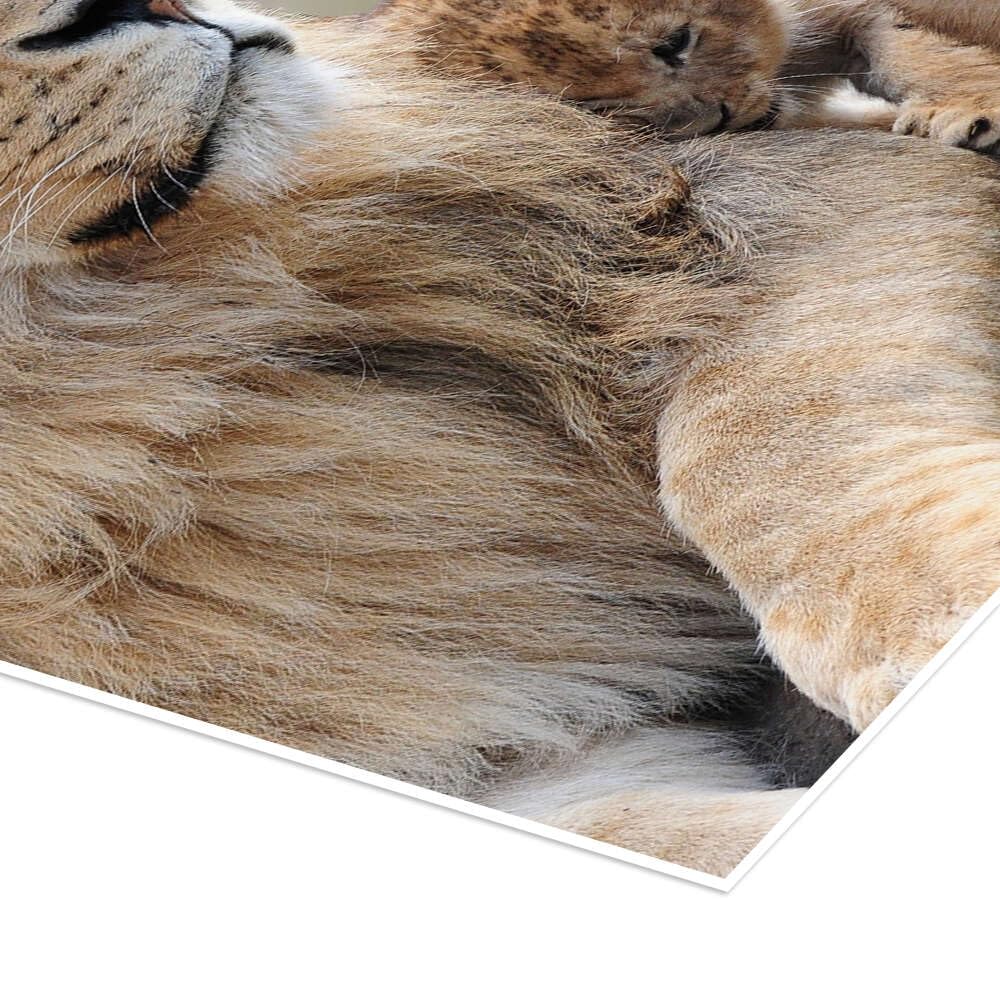 Posterlounge Leones jóvenes Póster | 100 x 100 cm Cuadros Decoración para la pared