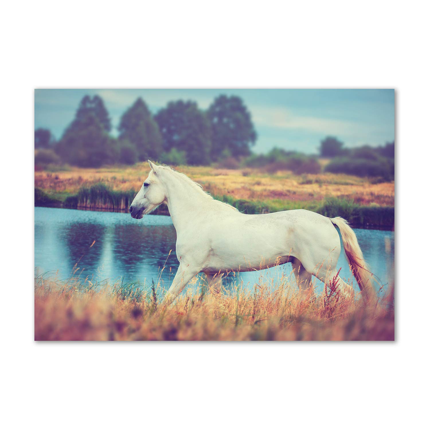 Tableau Plexiglas Cheval Blanc pour Salon Nature et Épuré