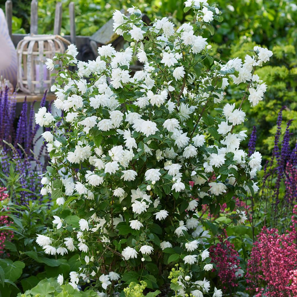 YouGarden Philadelphus 'Pearls of Perfume', 1 x 9cm Pot, Repeat Flowering Shrub Mock Orange, Compact Plant, Double White Flowers, Great for Pots
