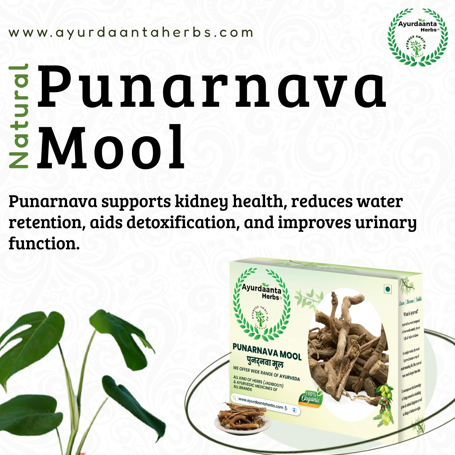 Ayurdaanta Herbs - Punarnava /पुनर्नवामूल | Punarnava Mool/पुनर्नवामूल - Helpful in Kidney, Liver & Spleen, Female Health (100 Gram) 2