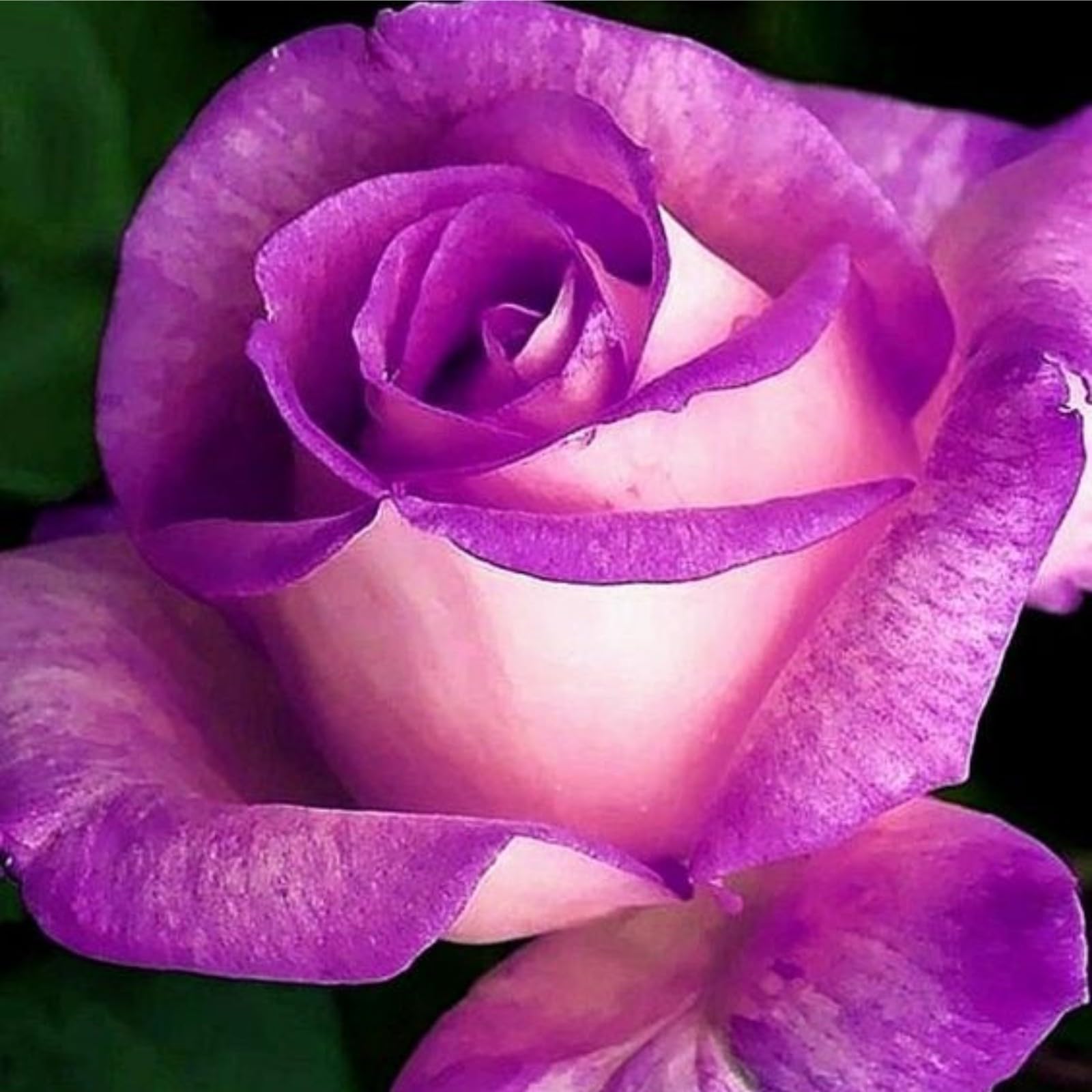 Unique Rose Bulbs for Planting Now UK Ornamental Perennial Natural Organic Excellent Good for Containers Cold-Resistant Easy Plant Display Greening Flower-2bulbs-G