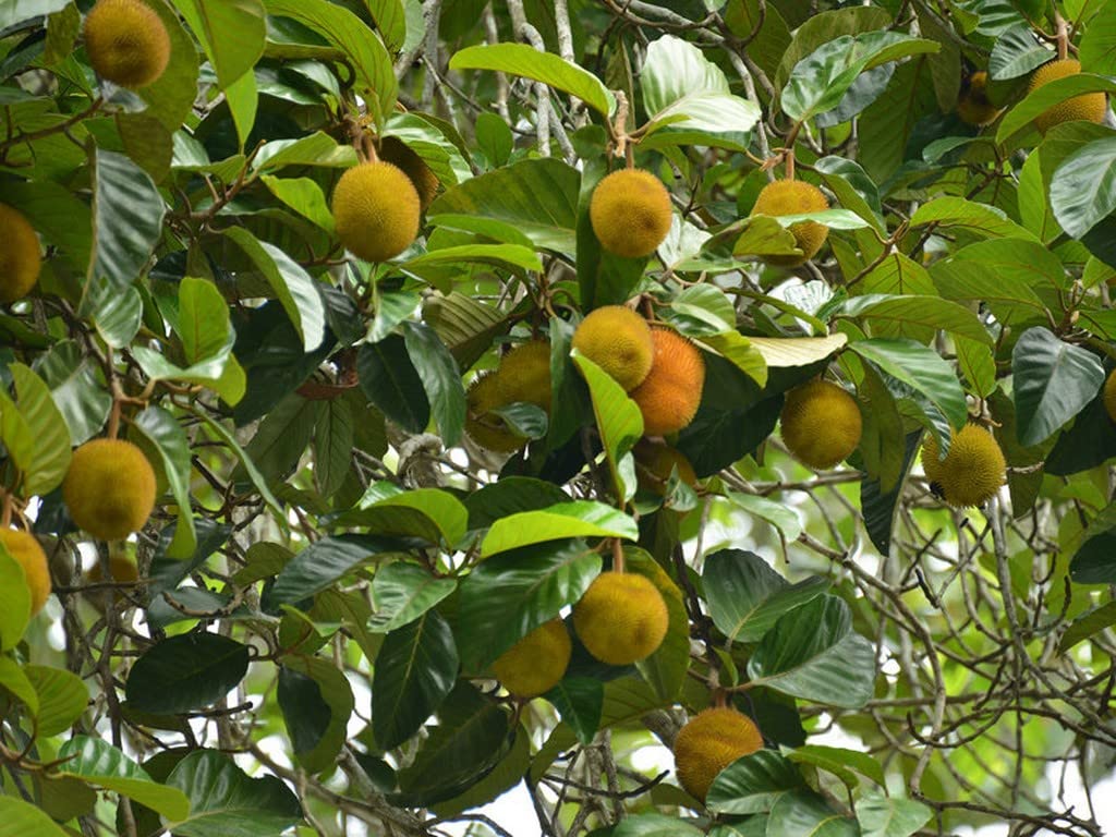 OhhSome Artocarpus Hirsutus - Anjili Chakka Outdoor Garden Live Healthy Fruit Plant (Healthy Live Plant) (B09SD88D7Y) Amazon Price History, Amazon Price Tracker