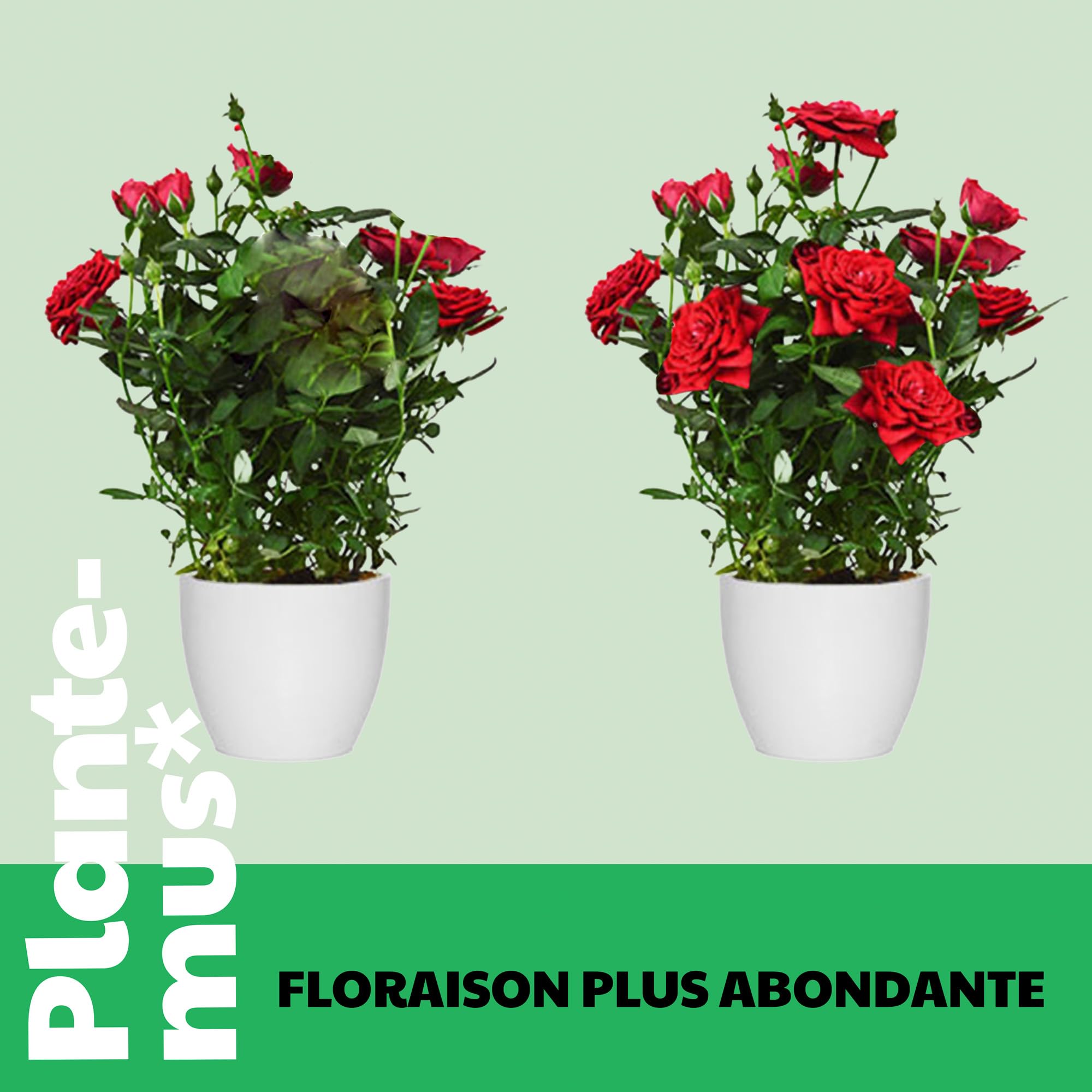PLANTEMUS Engrais pour Rosiers et Fleurs, idéal pour les Orchidées, Hortensias et tout type de Plantes à Fleurs, Granulé, 1 KG