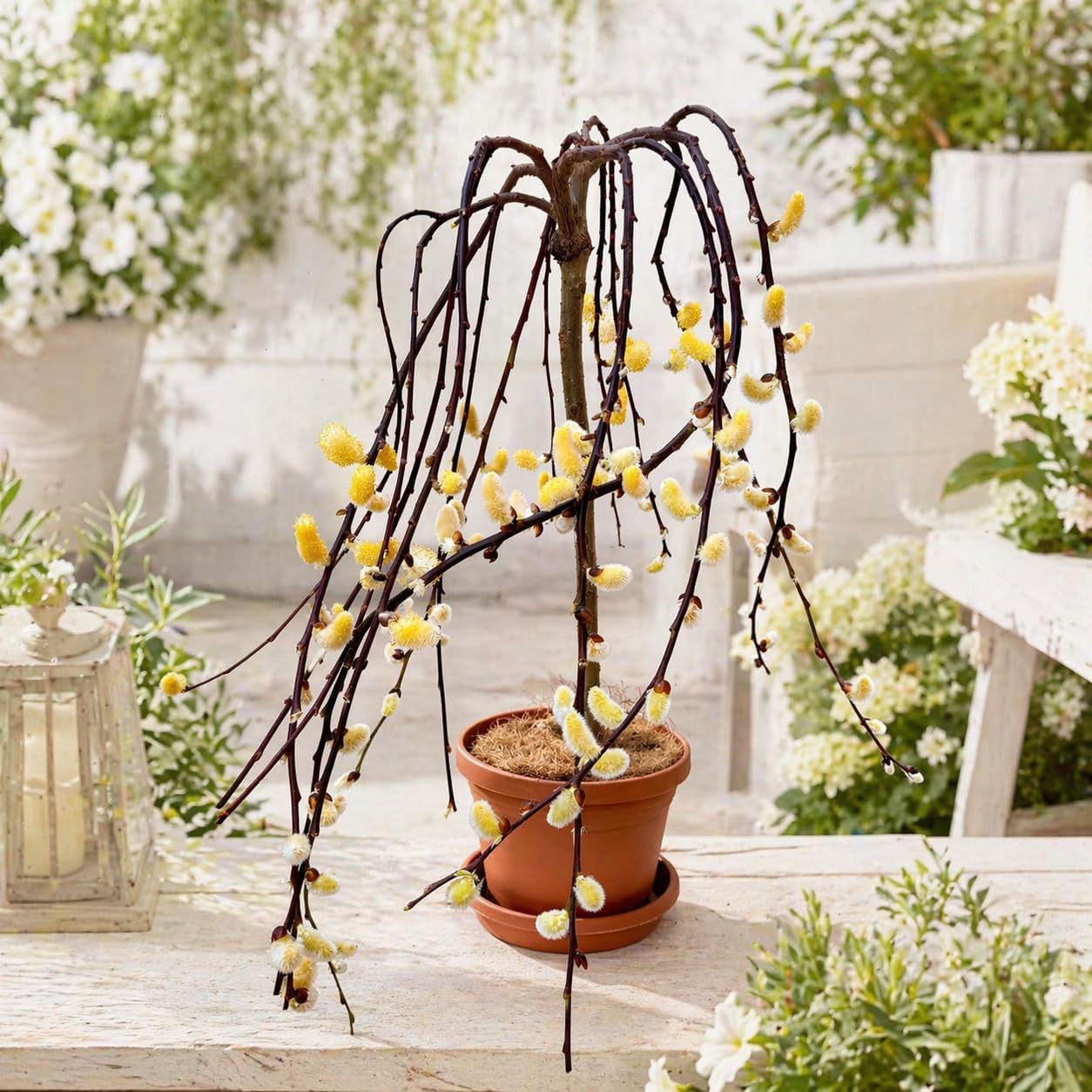 Weeping Pussy Willow Live Tree in 6 Inch Pot, Tree of Enchantment Willow Plant for Patio, Porch or Garden