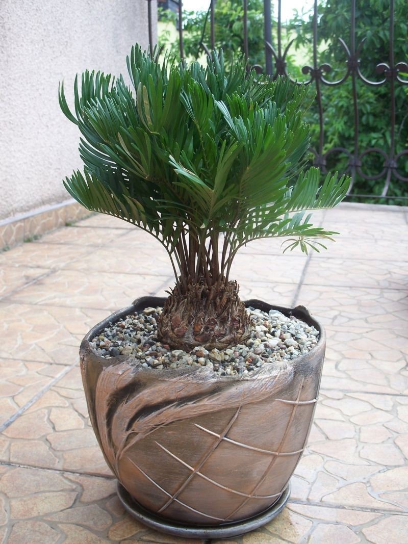 Zamia FLORIDANA Coontie Palm Seeds