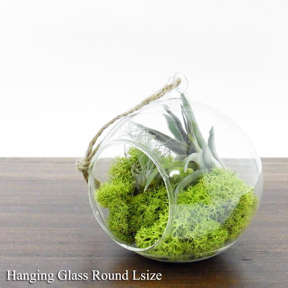 Amazon ハンギンググラス エアプランツ ラウンド L Hanging Glass Round ノーブランド品 観葉植物 オンライン通販 Amazon ハンギンググラス エアプランツ ラウンド L Hanging Glass Round ノーブランド品 観葉植物 オンライン通販