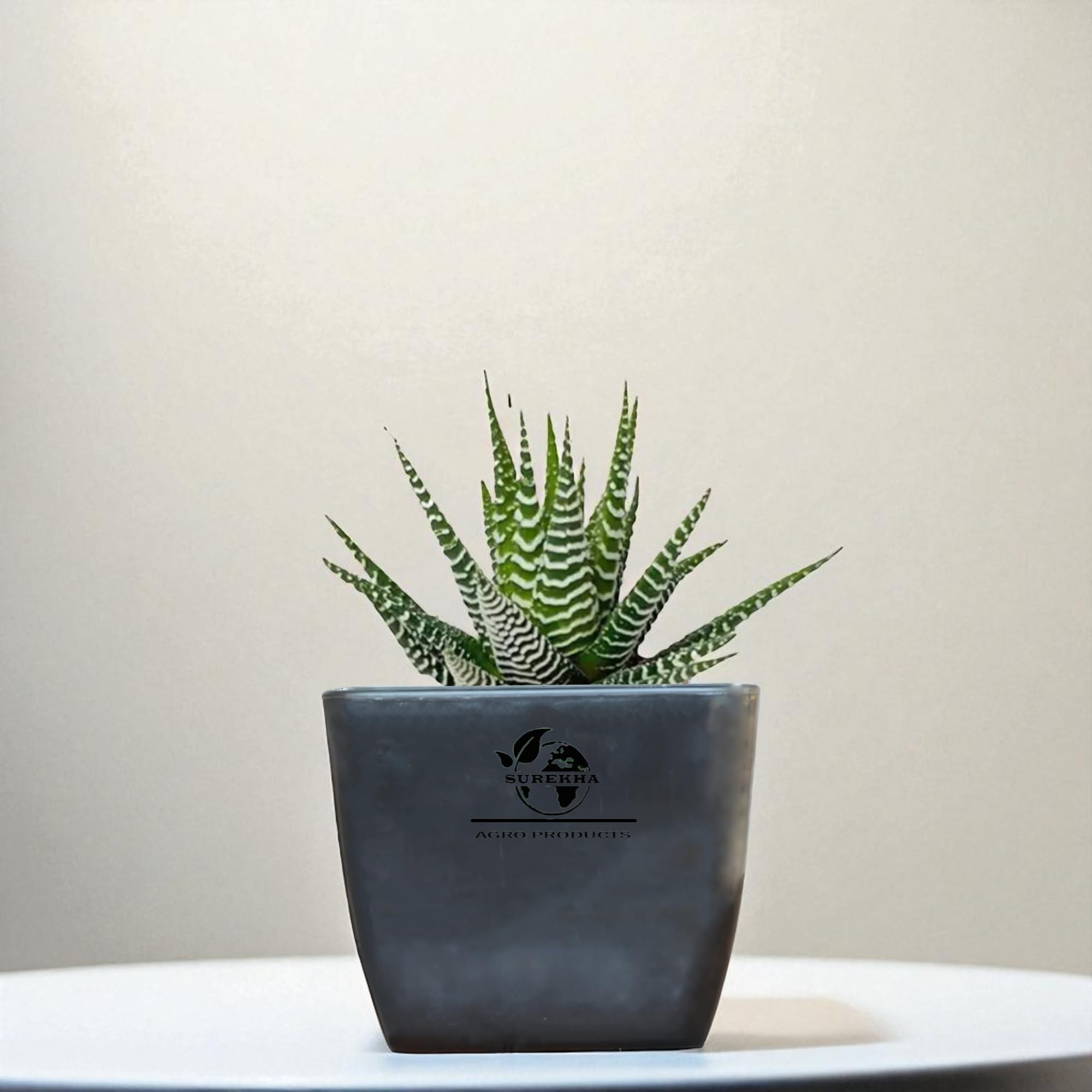 Surekha Zebra Plant with Self-Watering 4-inch Pot, Indoor Live Plant for Home and Office, Low Maintenance Decorative Indoor Plant, Ideal for Gifting & Home Décor (Midnight)-picture-23