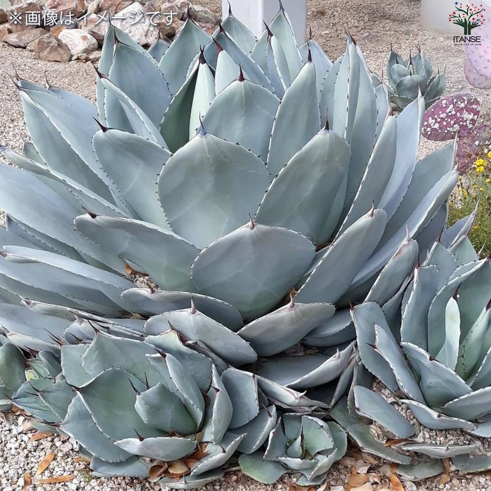 アガベ トランカータ ベアルート 38センチ❗ アガベ パリー